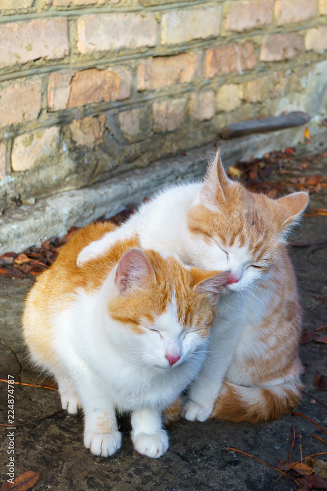 Two little homeless white-red kitten Two little homeless white-red kitten