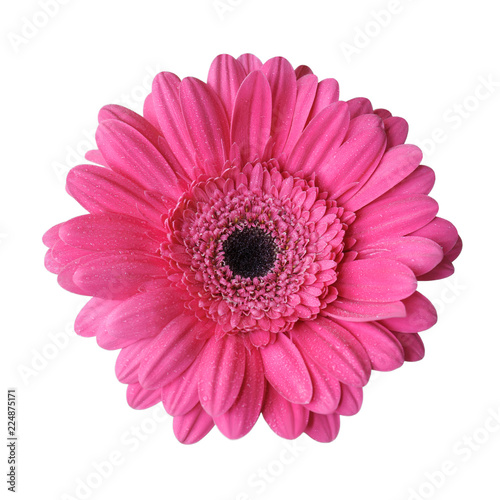 Pink gerbera close up