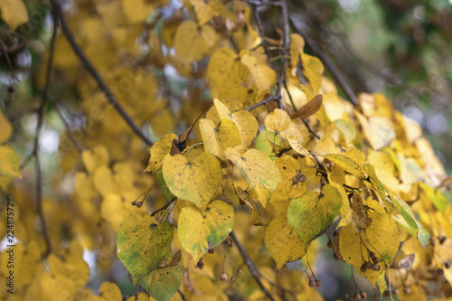 The autumn leaves of a linden tree on a tree are a little green, but already yellow