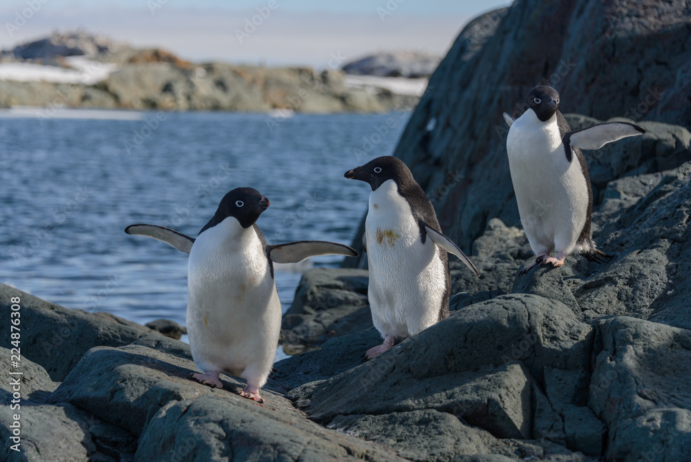 Naklejka premium Adelie penguins on beach
