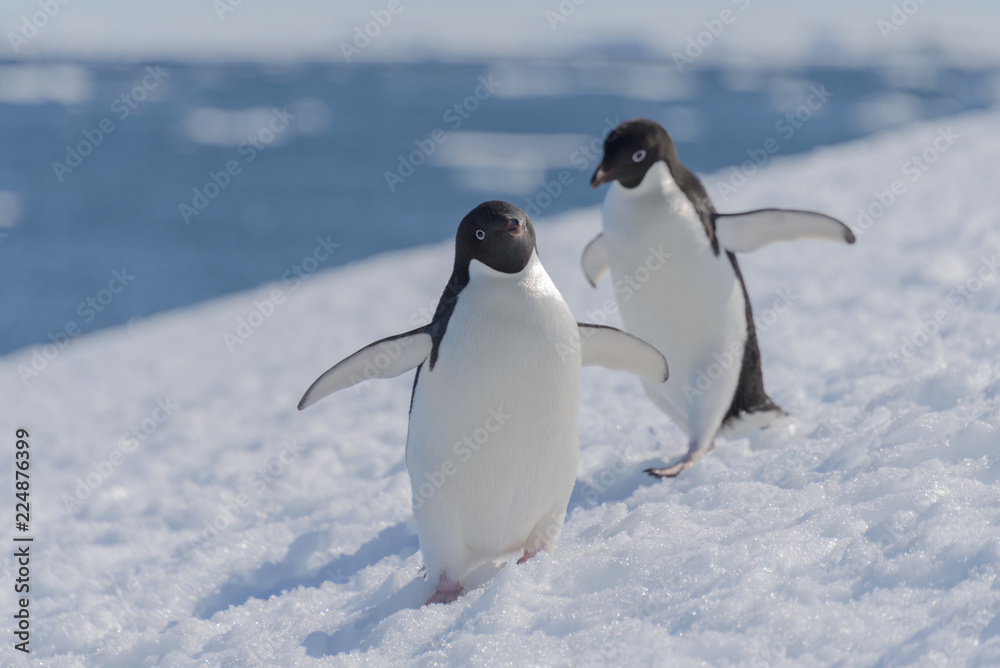 Fototapeta premium Adelie penguins on beach