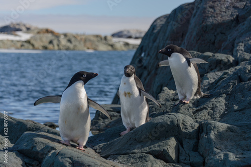 Adelie penguins on beach