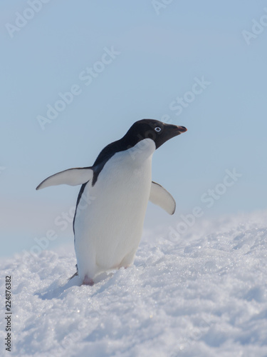 Adelie penguin on beach