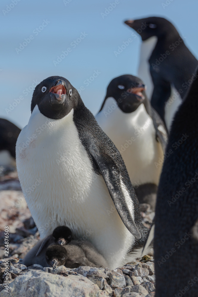 Fototapeta premium Adelie penguin in nest with chick
