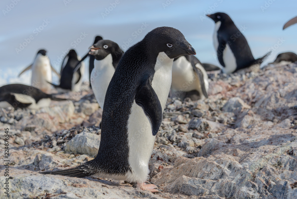 Obraz premium Adelie penguin on beach