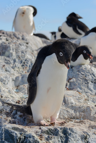 Adelie penguin on beach