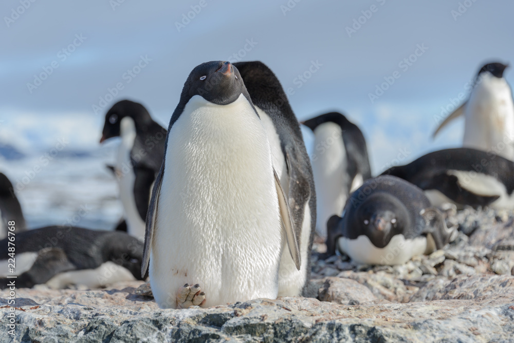 Obraz premium Adelie penguin on beach