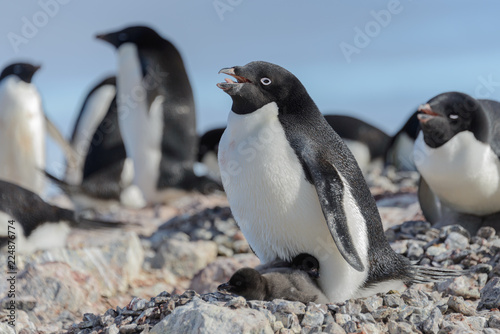 Adelie penguin in nest with chick