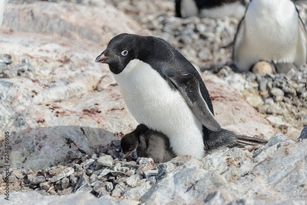 Naklejka premium Adelie penguin in nest with chick