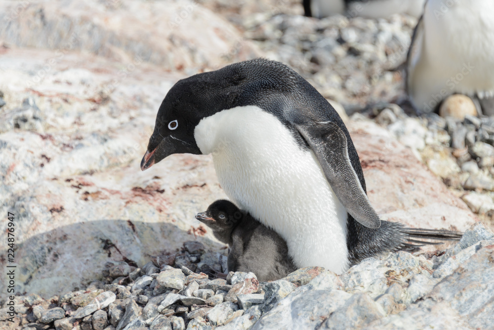 Obraz premium Adelie penguin in nest with chick