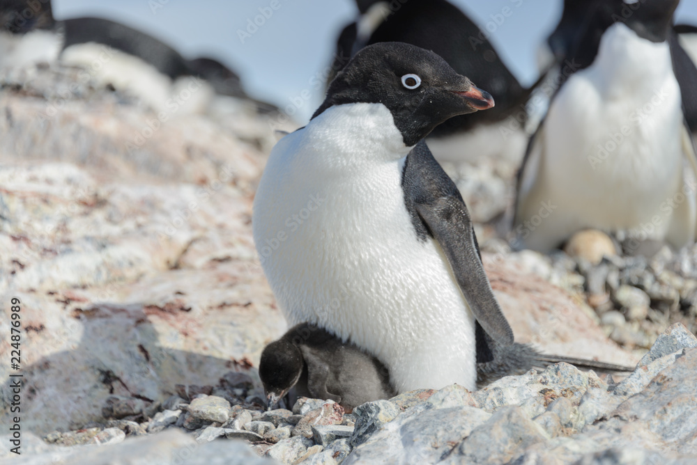 Naklejka premium Adelie penguin in nest with chick