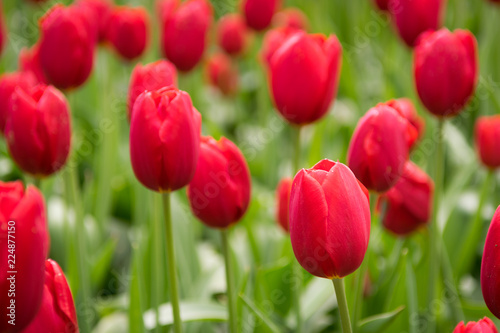 Blooming red tulips  selective focus  shallow depth of field