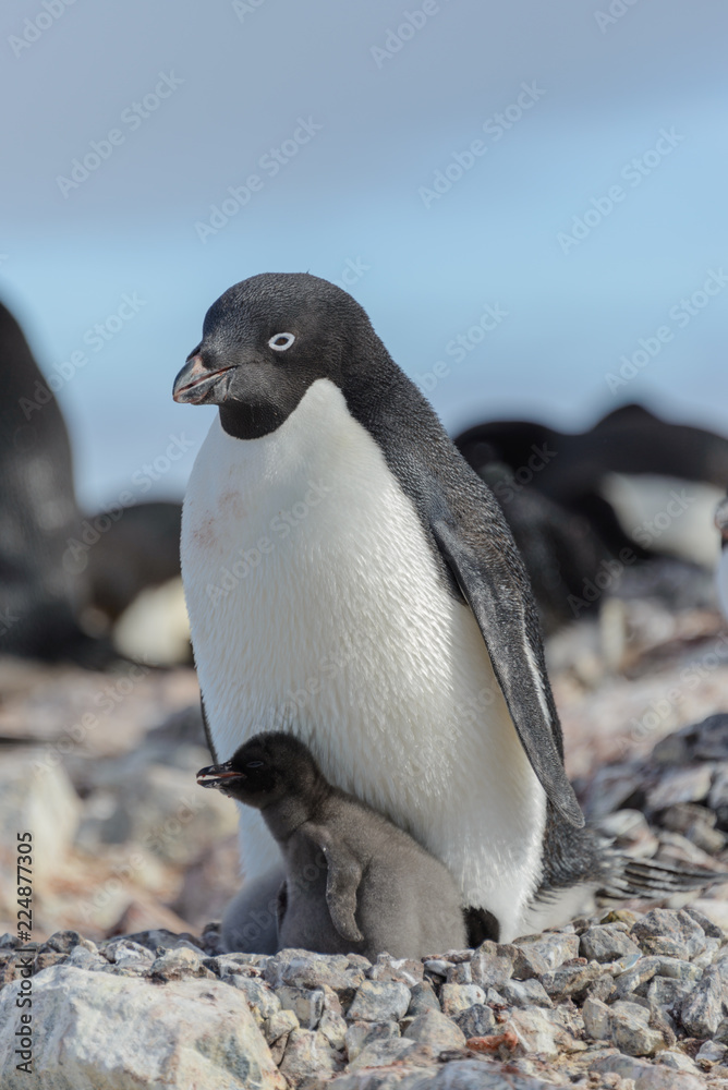 Obraz premium Adelie penguin in nest with chick