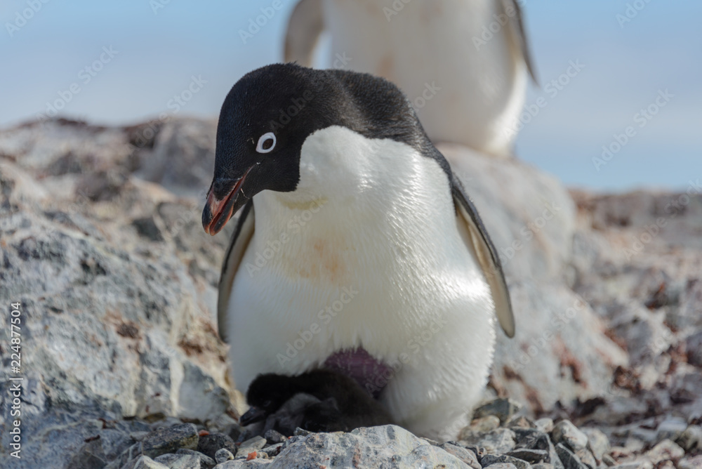 Fototapeta premium Adelie penguin in nest with chick