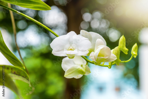 Fototapeta Naklejka Na Ścianę i Meble -  Orchid flower in garden at winter or spring day for postcard beauty