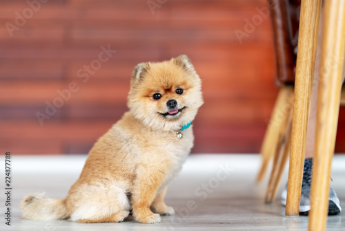 Adorable pomeranian dog smiling looking at camera showing tongue and sit down on wooden floor with natural sunlight and copy space. Cute pet toy or baby dog in feeling relax in home or house concept.