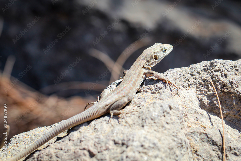 Gran-Canaria-Rieseneidechse, Kanareneidechse, Gekko Gran-Canaria-Rieseneidechse, Kanareneidechse, Gekko