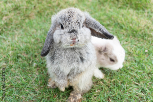 Grey and white rabbit in green grass