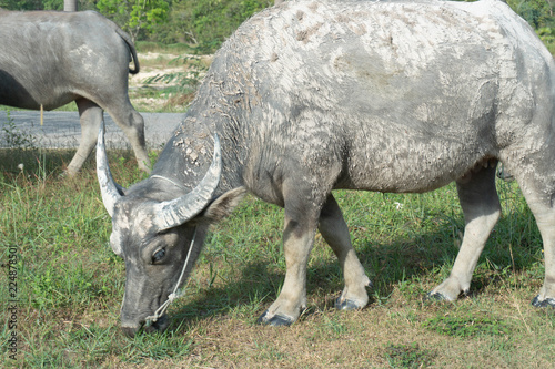 Thai buffalo with long horn