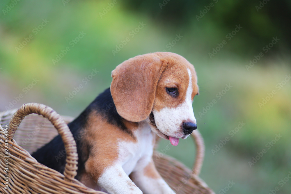 A cute beagle dog in the wicker basket, puppy,dog in the
wicker baskets,beagle dog in the rattan basket ,beagle dog playing in the basket,dog in the park,portrait beagle dog ,hunter dog.