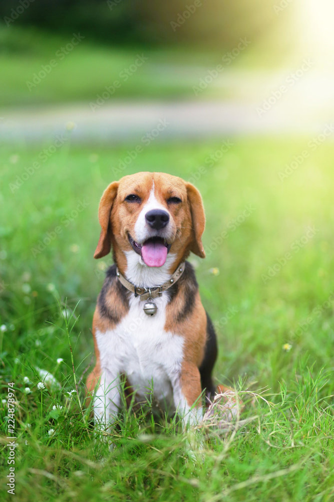 Beagle dog sitting on the wild flower field. Beagle dog sitting on the wild flower field.