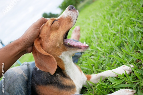 beagle dog yawning.