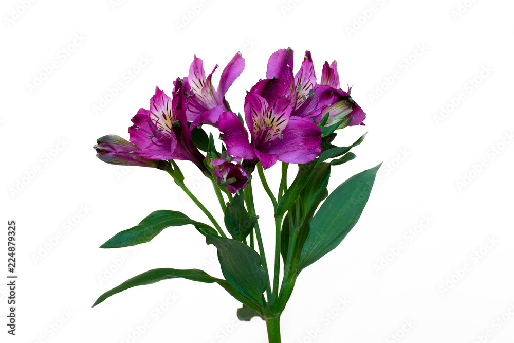 flowers on a white background flowers on a white background