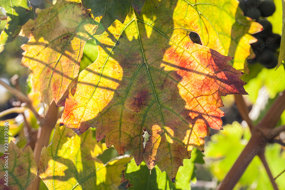 Autumn and grape harvest: Red leaves in a vineyard