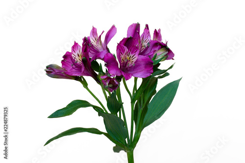 flowers on a white background