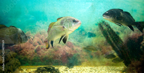 Fish in the aquarium