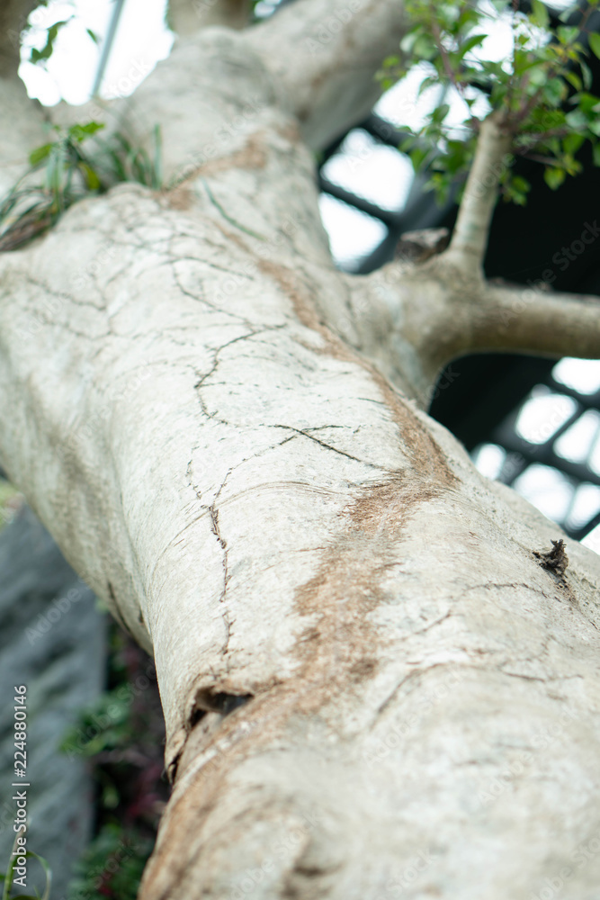 Fototapeta premium Big old tree in the garden