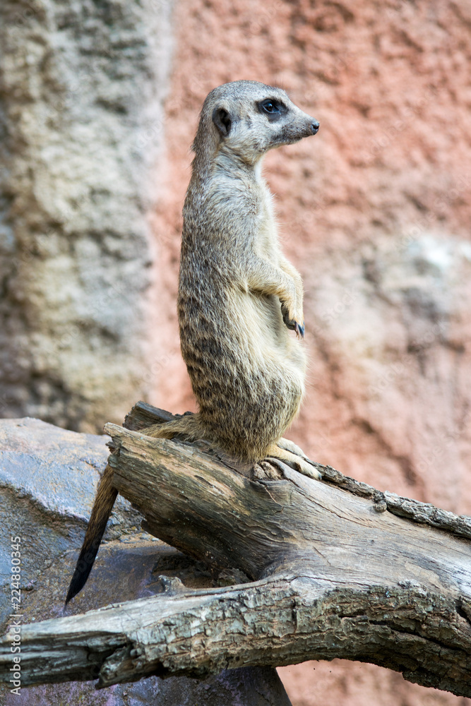 Fototapeta premium Suricata sits on his hind legs and watches the surroundings