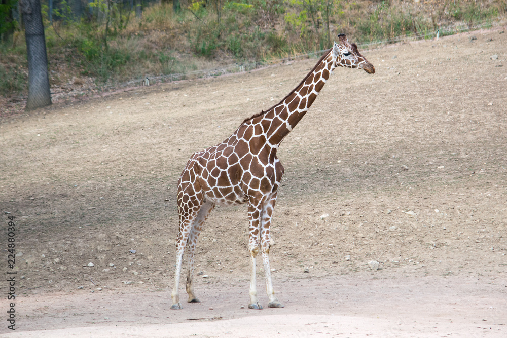 The giraffes that pass around the lake The giraffes that pass around the lake