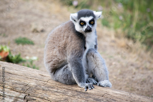 Lemur sits on a log and watches the surroundings