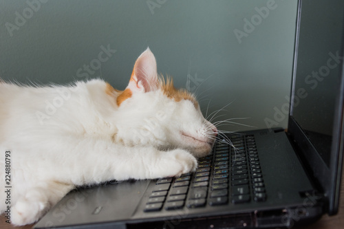 Cat fell asleep on the keyboard