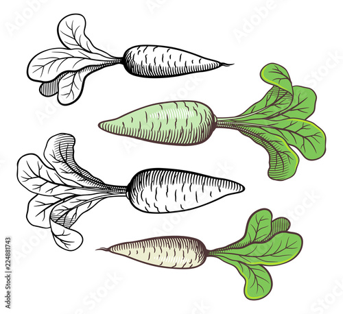 Stylized retro style illustration of radishes. Outline and colored. Vector image, isolated on white background