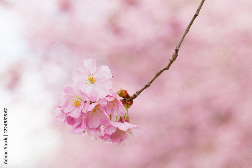 Cherry blossoms in the city Park. Pink Blossoms in Central Park Landscape Cherry blossoms in the city Park. Pink Blossoms in Central Park Landscape