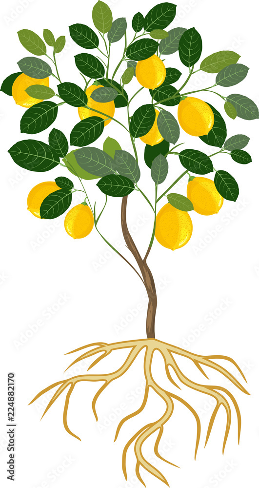 Vecteur Stock Lemon tree with ripe fruits and root system on white  background | Adobe Stock