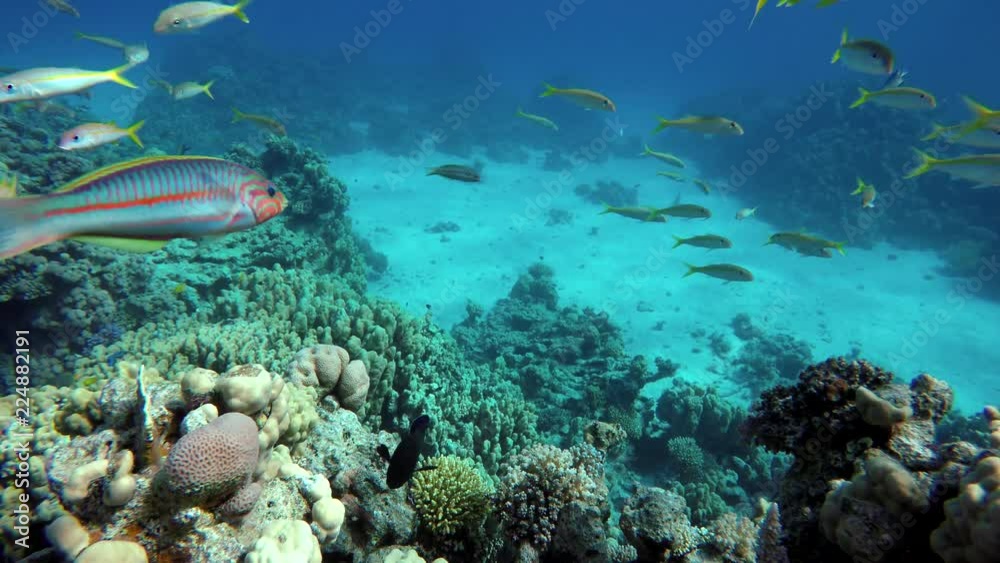 Diving. Tropical fish and coral reef. Underwater life in the ocean. Diving. Tropical fish and coral reef. Underwater life in the ocean.