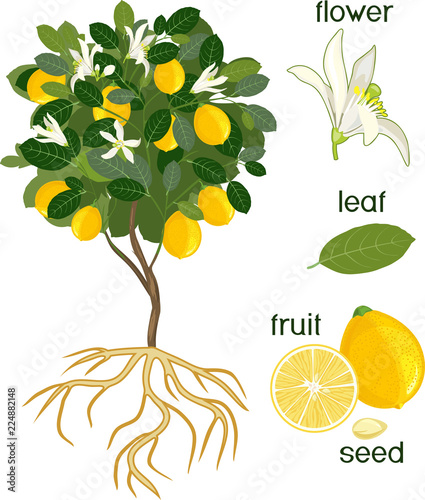 Parts of plant. Morphology of lemon tree with fruits, flowers, green leaves and root system isolated on white background