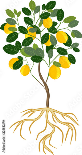 Lemon tree with ripe fruits and root system on white background