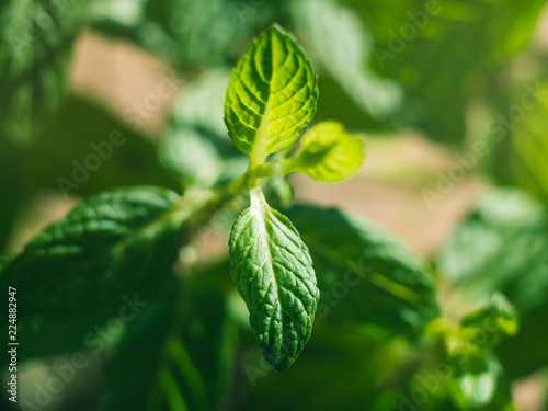 Mint herb plant macro shot. Plant growing outdoors in home garden