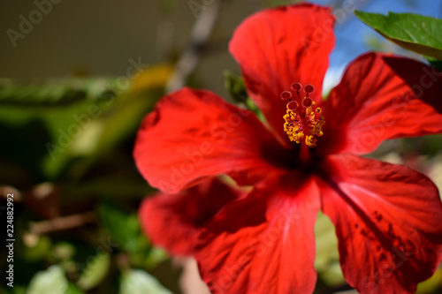 Bonita flor de Hibiscus rojo, rosa de China © Olga