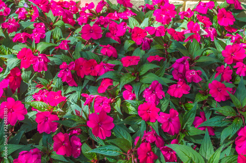 field of pink flowers sunpatiens Impatiens  in a beautiful garden