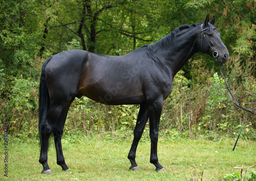 Black horse on a green background in summer farm