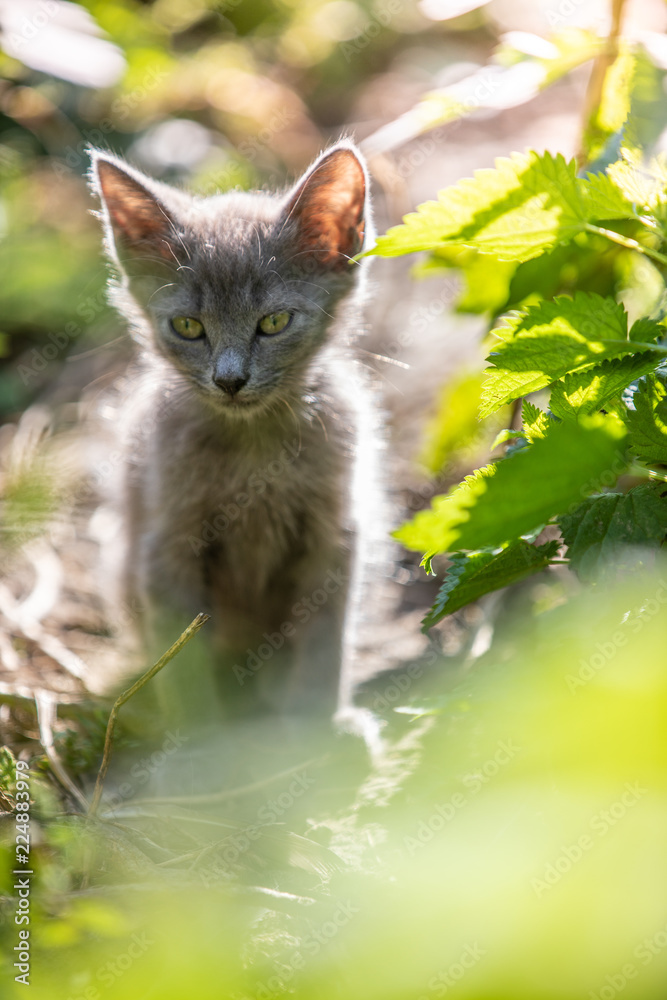 Gray kitten in the grass on blurred background at morning. Beautiful bokeh