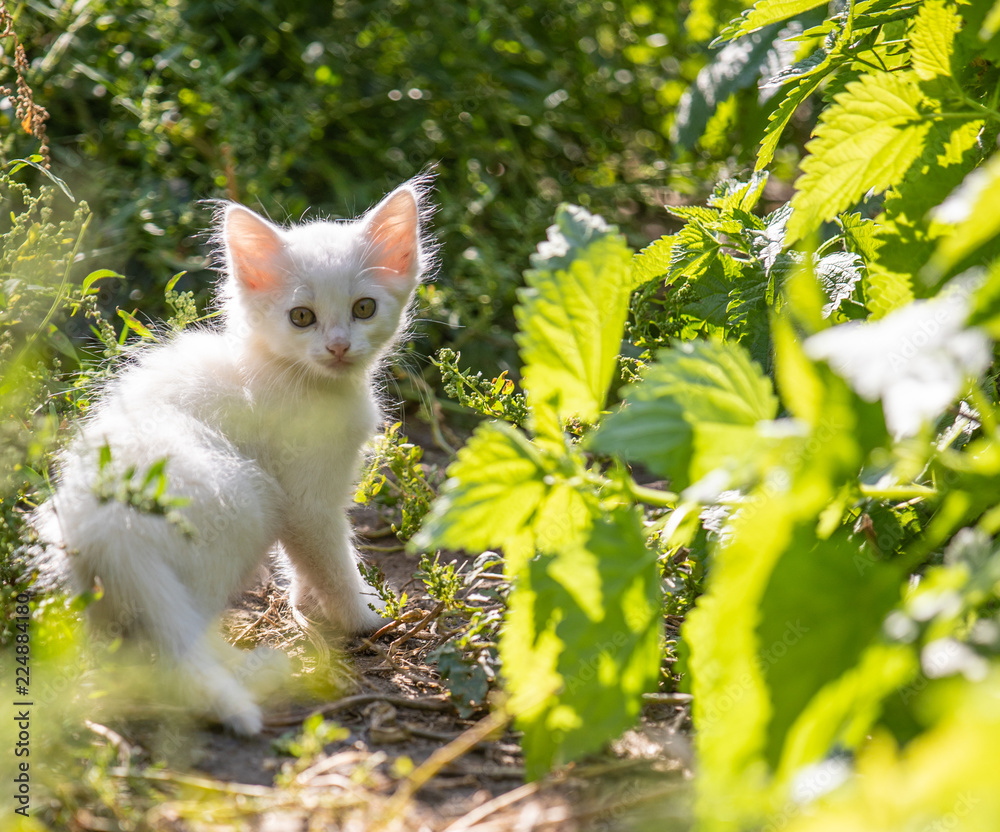 White kitten in the grass on blurred background at morning. Beautiful bokeh