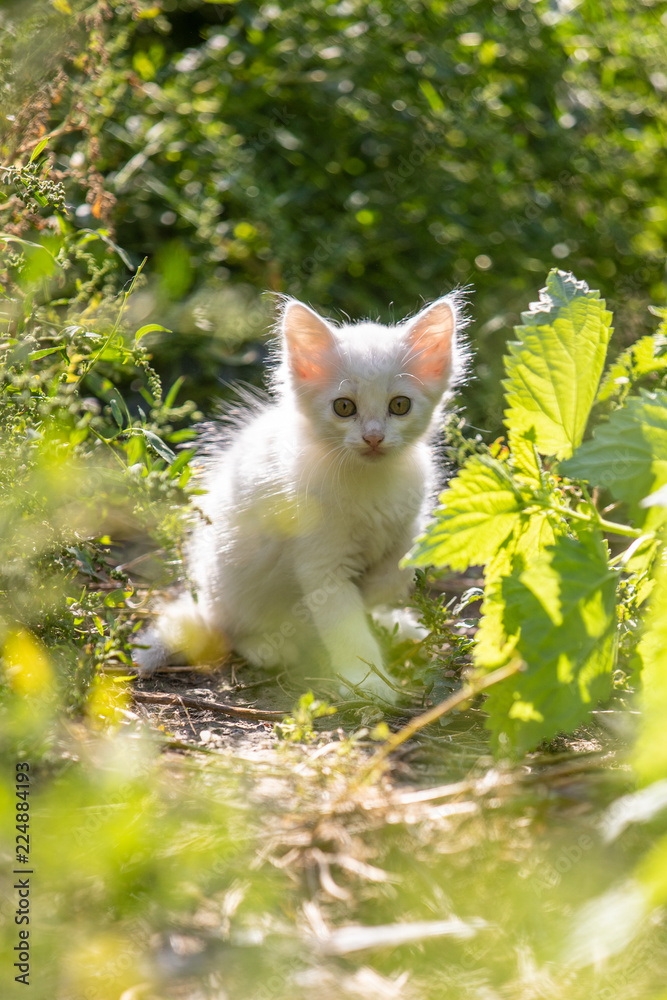 Obraz premium White kitten in the grass on blurred background at morning. Beautiful bokeh