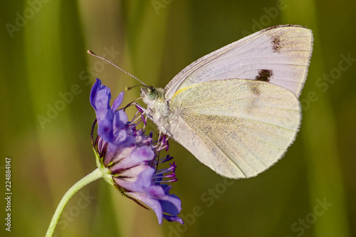 Butterfly © Antoine