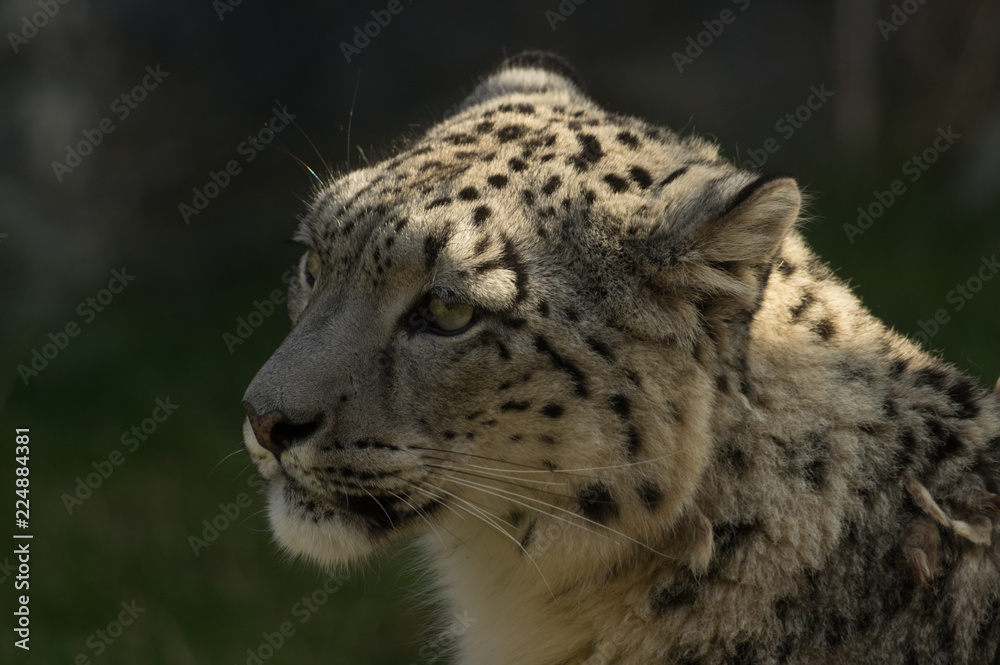 portrait of a leopard